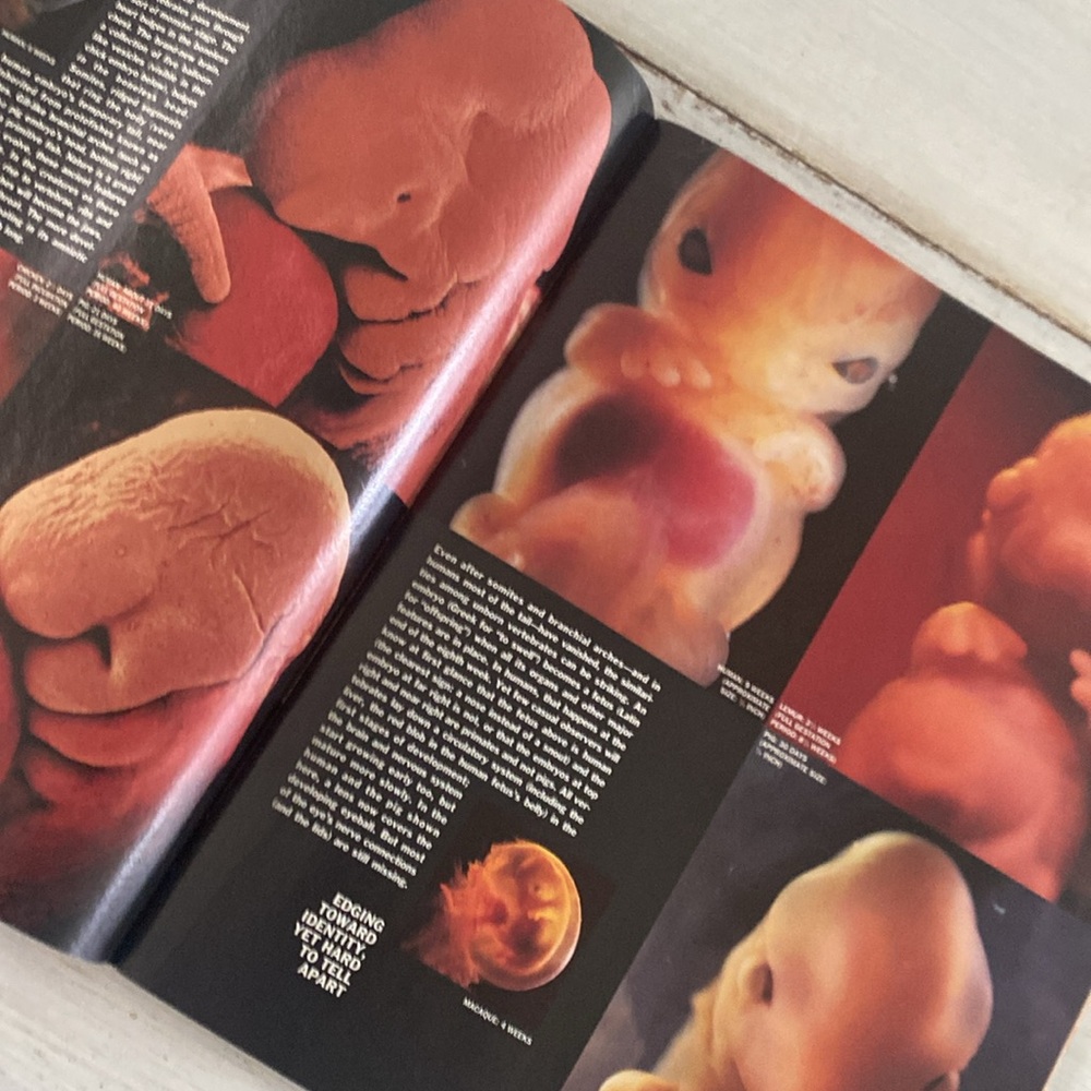 1996 Life Magazine - The Dawn of Life Issue - Picture 5 of 11